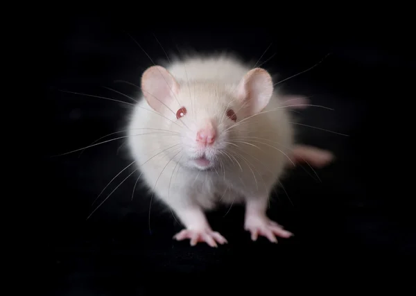 Liten vit råtta — Stockfoto