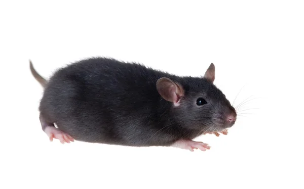Portrait of a small black rat — Stock Photo, Image