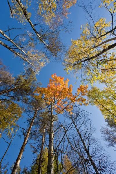 Podzimní les — Stock fotografie