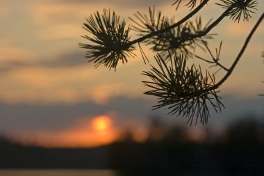 Pine branch on a background of a decline clipart