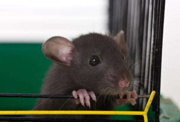La pequeña rata infantil — Foto de Stock