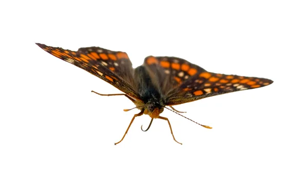 stock image Butterfly