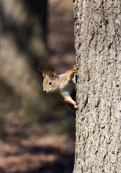 Esquilo curioso — Fotografia de Stock