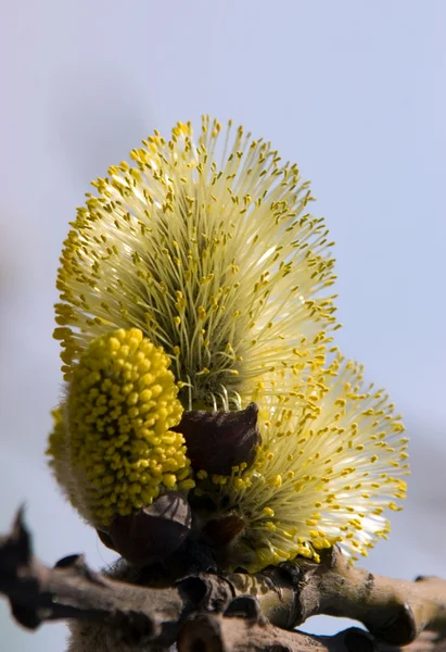 Golden flowering — Stock Photo, Image