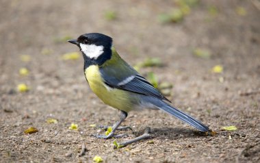 Titmouse close up clipart