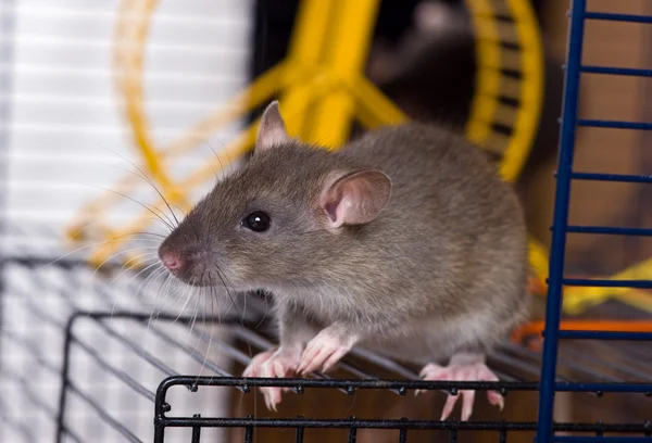 Die kleine graue Ratte — Stockfoto