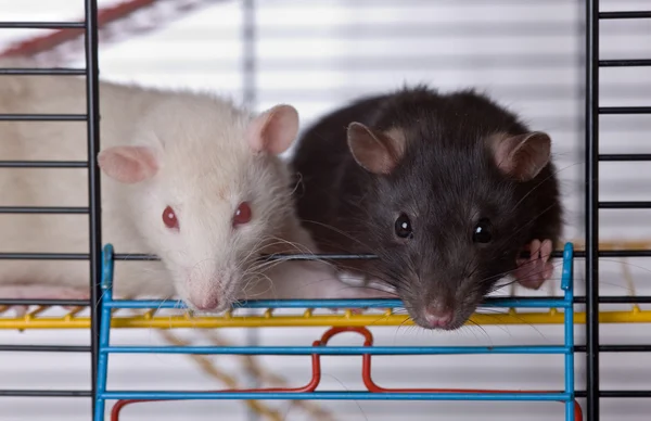 Iki meraklı fareler — Stok fotoğraf