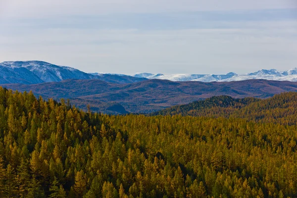ป่าและภูเขา — ภาพถ่ายสต็อก