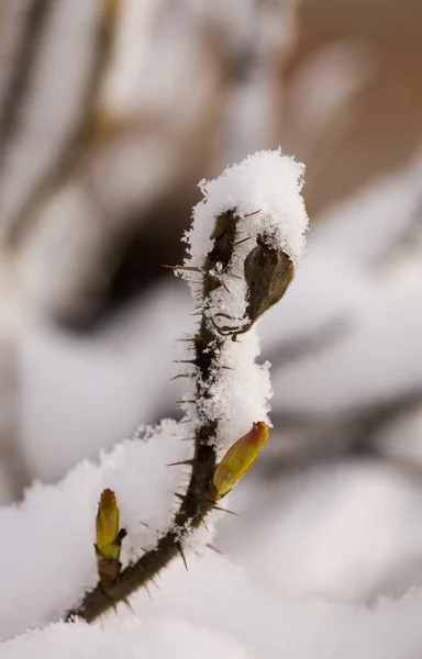 Dogrose bir kar altında — Stok fotoğraf