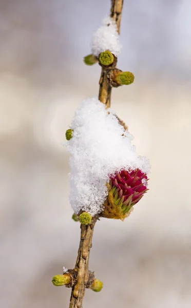 Larice fiorente sotto una neve — Foto Stock