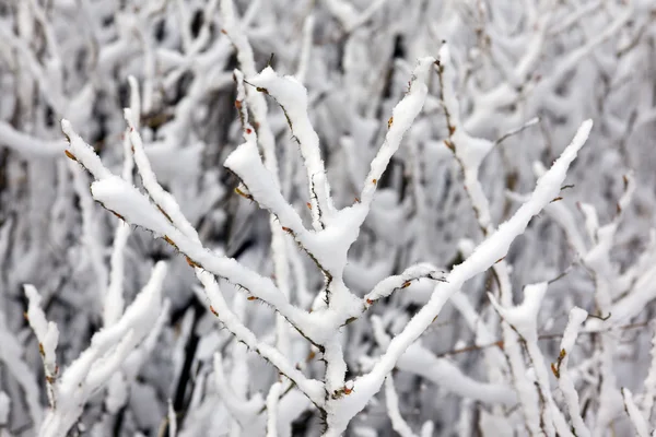 雪下的 dogrose — 图库照片