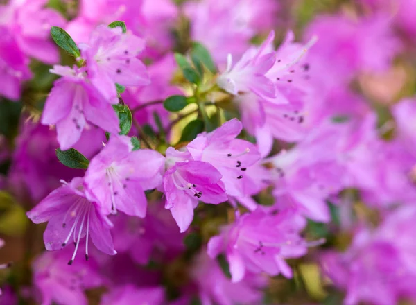 紫色杜鹃花 — 图库照片