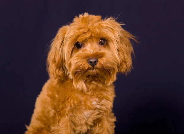 Portrait of a puppy — Stock Photo, Image