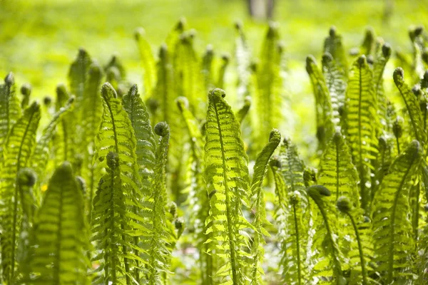 Ferns background — Stock Photo, Image