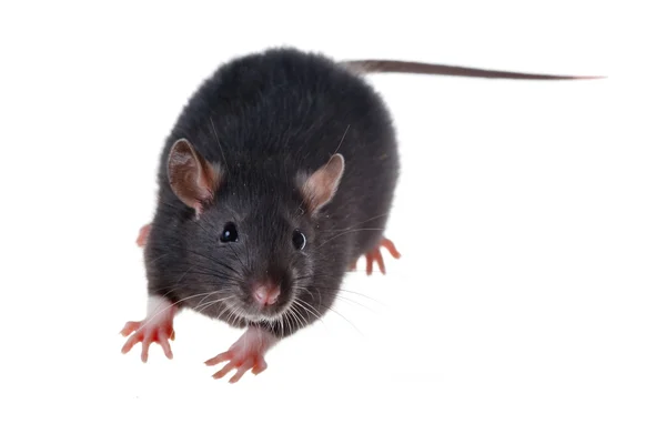 Rato preto pequeno — Fotografia de Stock