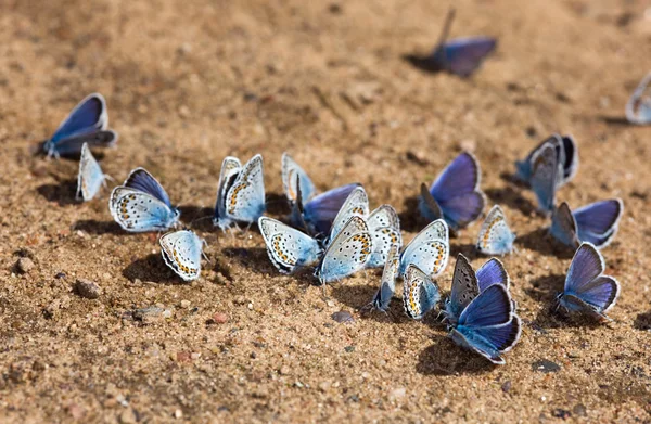 stock image Flock of butterflies