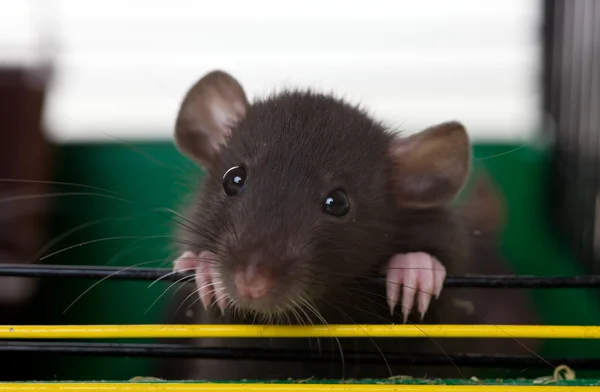 Nyfiken råtta — Stockfoto