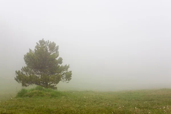 Osamělá borovice — Stock fotografie