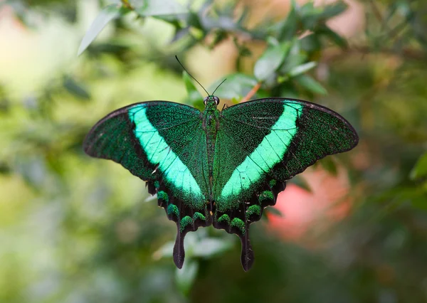 Green butterfly — 스톡 사진