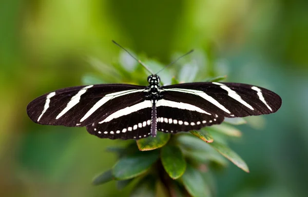 Black butterfly — Stock Photo, Image