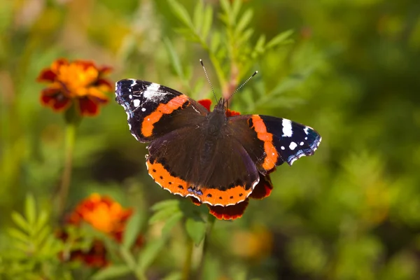 Motýl na červené květy — Stock fotografie