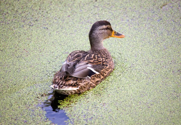Duck in duckweed — Stock Photo, Image