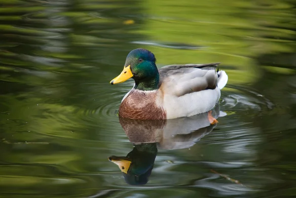 Ente im grünen Wasser — Stockfoto