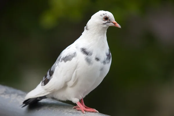 Portrét bílého holuba — Stock fotografie