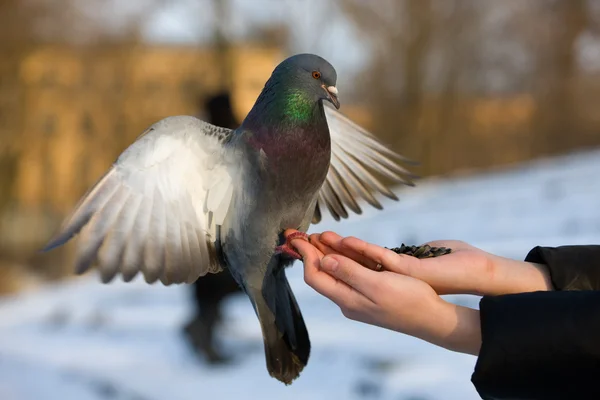 Pigeon à portée de main — Photo