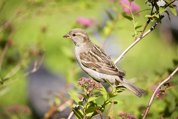 Vrabec na větev — Stock fotografie