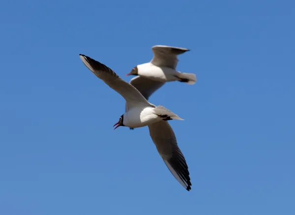 Two seagulls — Stock Photo, Image