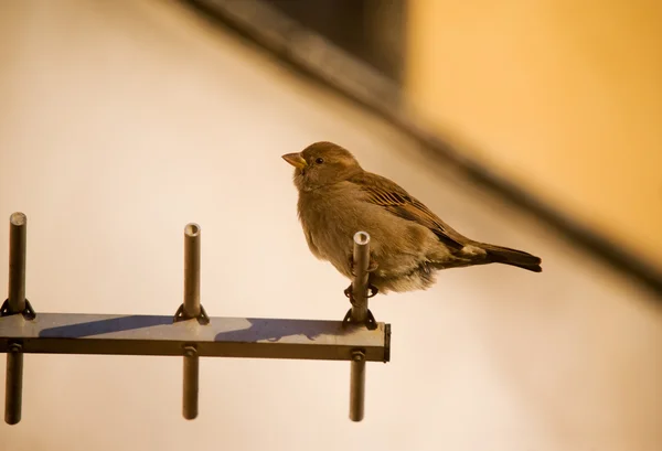 Sparrow på antenn — Stockfoto