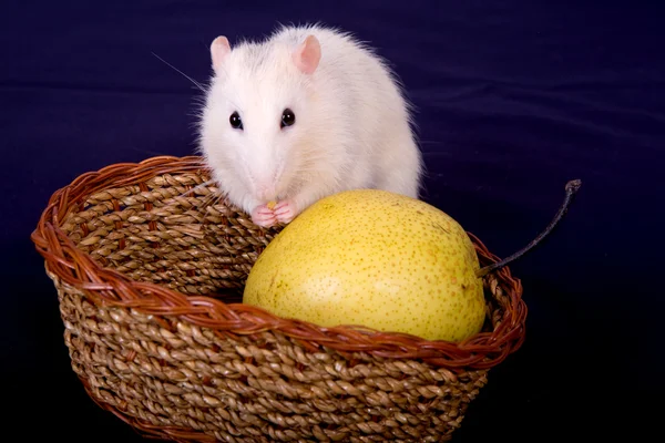 大鼠和梨 — 图库照片