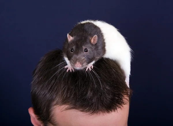 Крыса на голове — стоковое фото