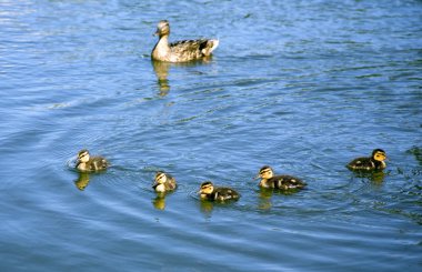 Family of ducks clipart