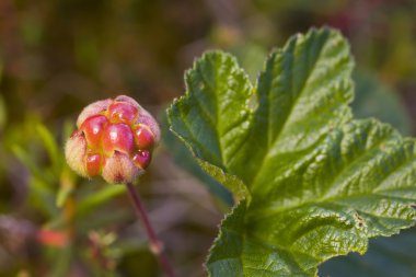 cloudberries kapat