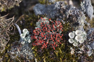 Cladonia coccifera