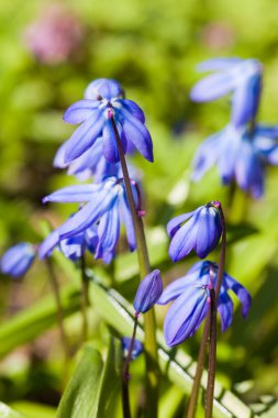 Scilla sibirica