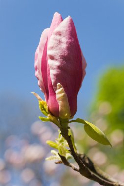 Magnolia close-up