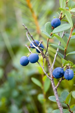 Bush of blueberries