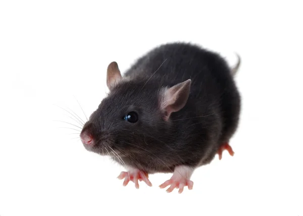 Молодая крыса — стоковое фото
