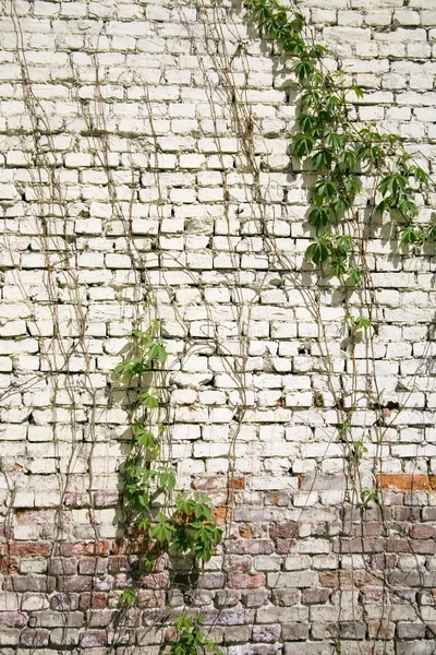 Duvar ile mücadele — Stok fotoğraf