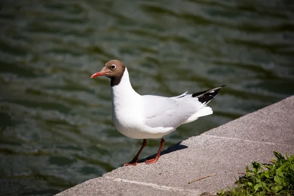 The seagull on a parapet — Stock Photo, Image