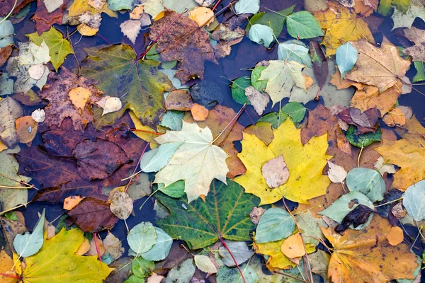 stock image The nature withering