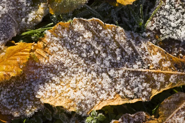 Primo gelo in autunno — Foto Stock