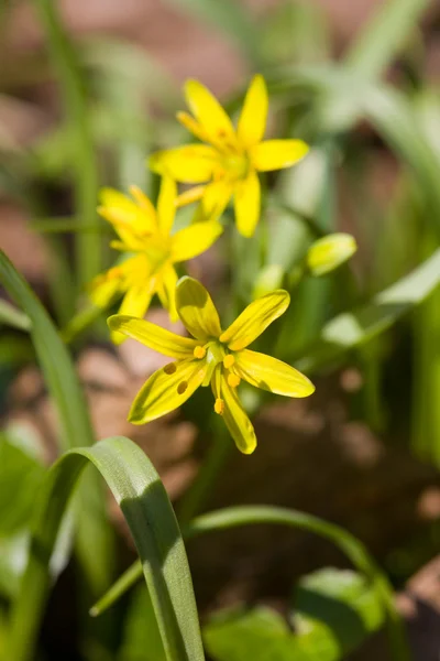 stock image Yellow flowers