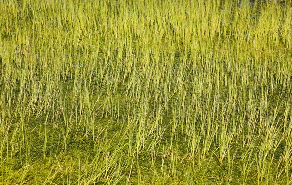 Трава и мох — стоковое фото