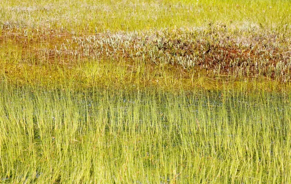 잔디와 이끼 늪지에 — 스톡 사진