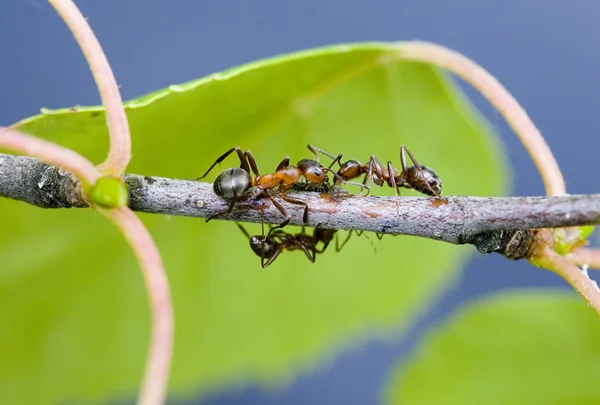 Las hormigas sobre la rama en verano — Foto de Stock