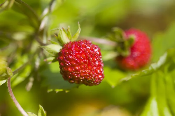Άγρια φράουλα σε ηλιόλουστη ημέρα — Φωτογραφία Αρχείου